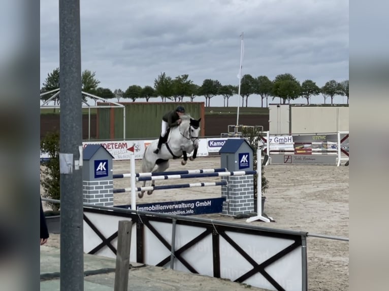 Hannoveraan Merrie 14 Jaar 170 cm Schimmel in Springe