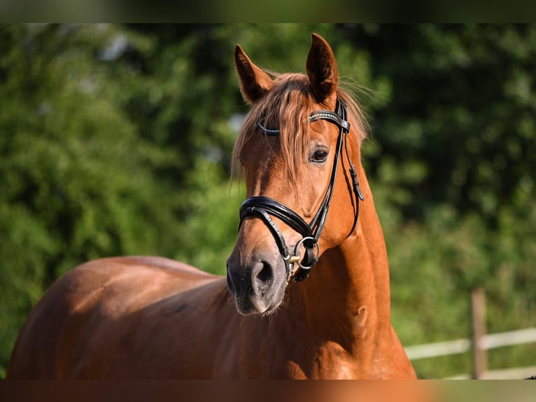 Hannoveraan Merrie 14 Jaar 170 cm Vos in Hetzerath