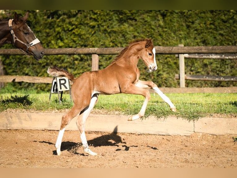 Hannoveraan Merrie 14 Jaar 170 cm Vos in Hetzerath