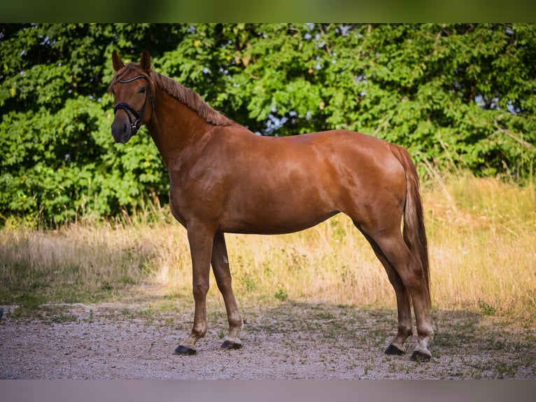 Hannoveraan Merrie 14 Jaar 170 cm Vos in Hetzerath