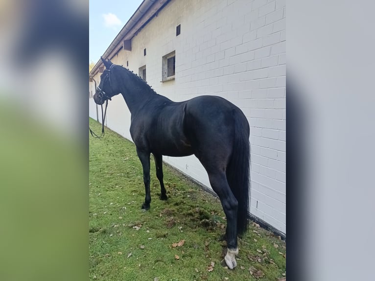 Hannoveraan Merrie 14 Jaar 171 cm Donkerbruin in Barenburg