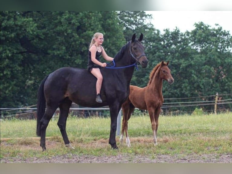 Hannoveraan Merrie 14 Jaar 171 cm Donkerbruin in Barenburg