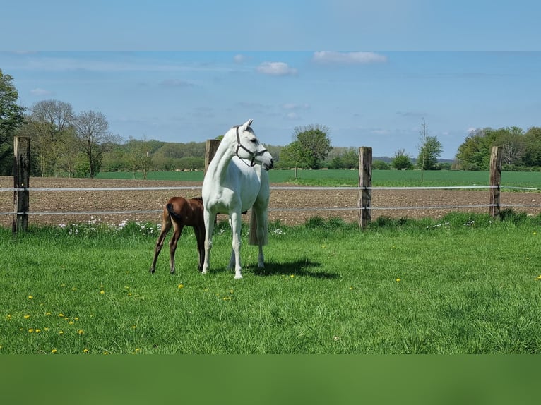 Hannoveraan Merrie 14 Jaar 171 cm Schimmel in Oelde