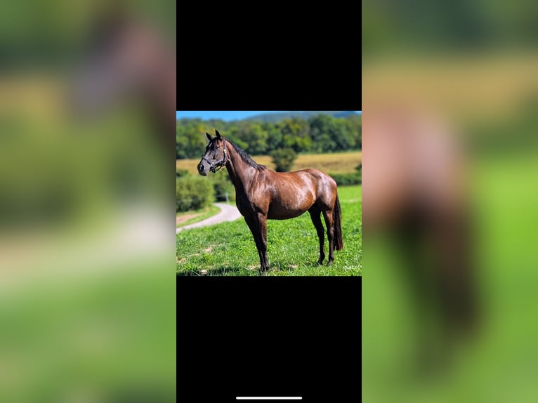 Hannoveraan Merrie 14 Jaar 172 cm Zwartbruin in Wolfhagen