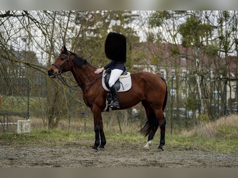 Hannoveraan Merrie 14 Jaar 174 cm Bruin in Wriezen