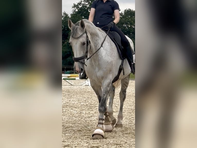 Hannoveraan Merrie 14 Jaar 175 cm Appelschimmel in Grossensee