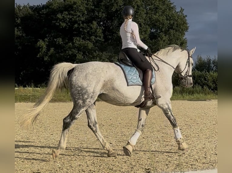 Hannoveraan Merrie 14 Jaar 175 cm Appelschimmel in Grossensee
