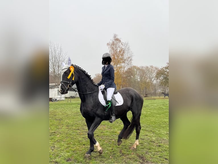 Hannoveraan Merrie 14 Jaar 175 cm Zwart in Scheeßel