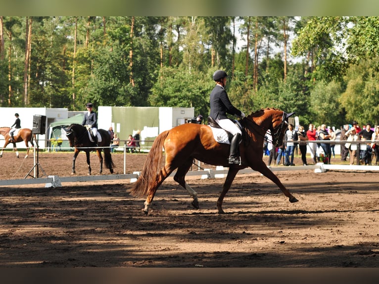 Hannoveraan Merrie 14 Jaar 176 cm Vos in Garbsen