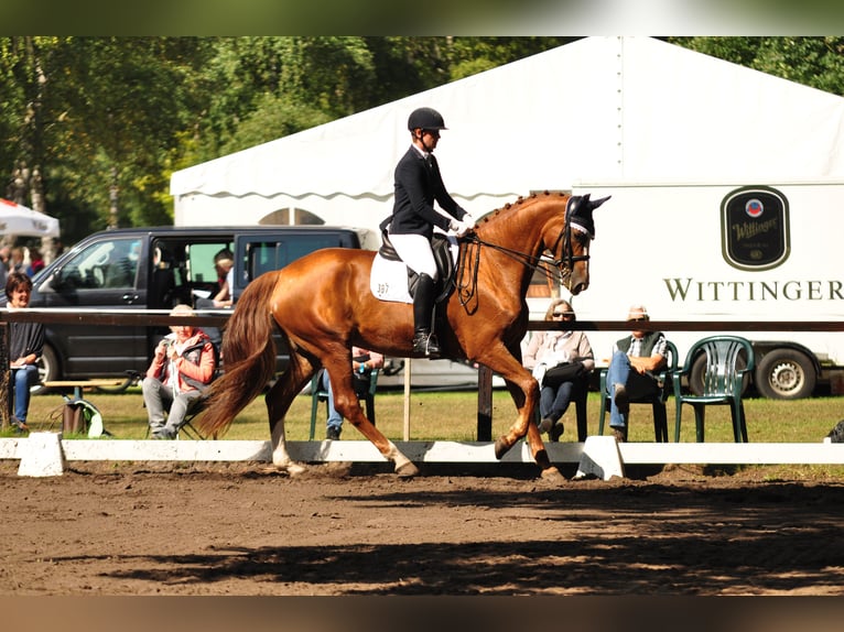 Hannoveraan Merrie 14 Jaar 176 cm Vos in Garbsen