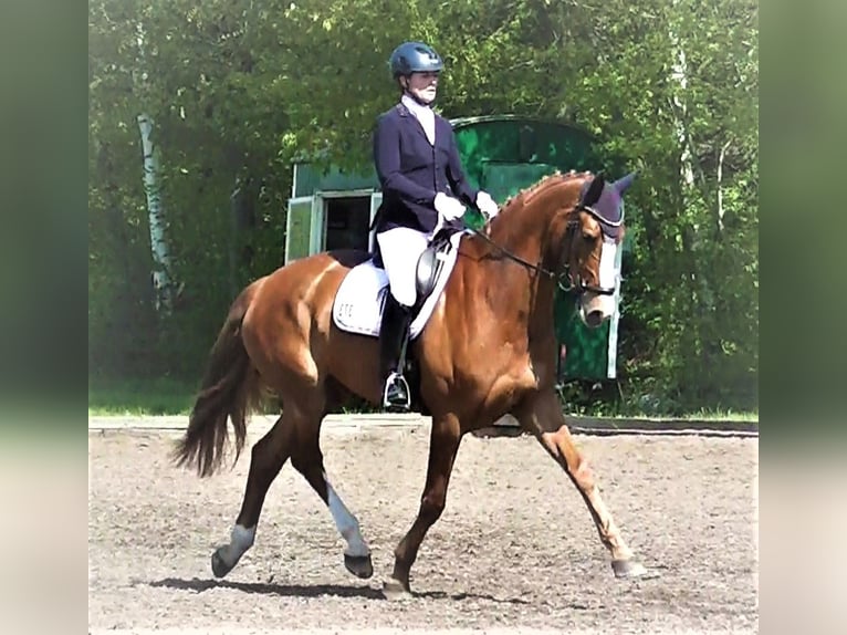 Hannoveraan Merrie 14 Jaar 176 cm Vos in Garbsen