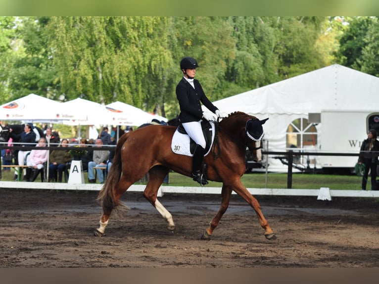 Hannoveraan Merrie 14 Jaar 176 cm Vos in Garbsen