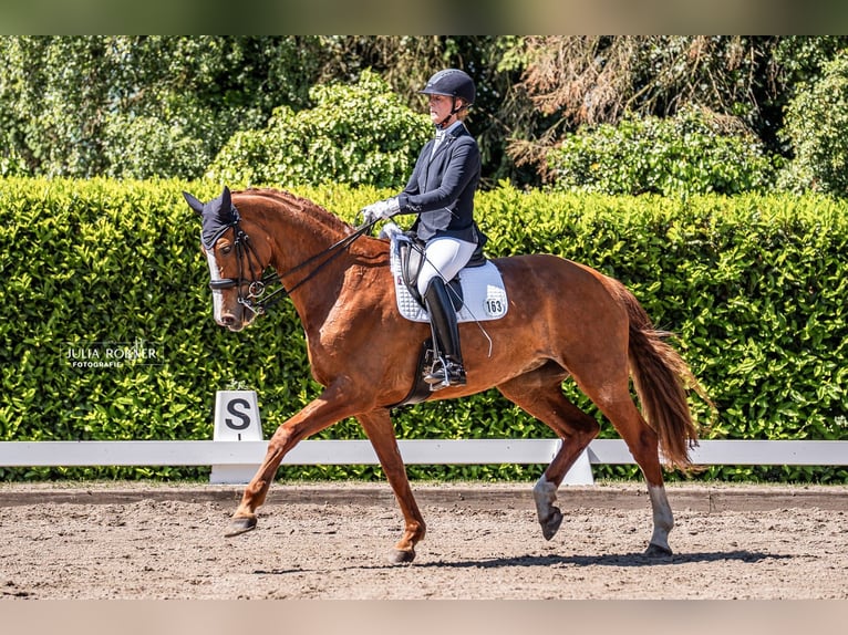 Hannoveraan Merrie 14 Jaar 176 cm Vos in Garbsen