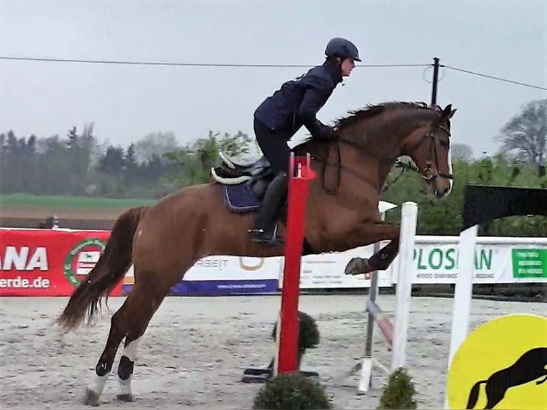 Hannoveraan Merrie 14 Jaar 176 cm Vos in Garbsen