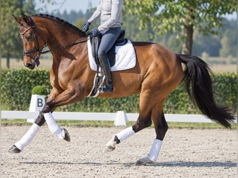 Hannoveraan Merrie 14 Jaar 180 cm Bruin in Ansbach