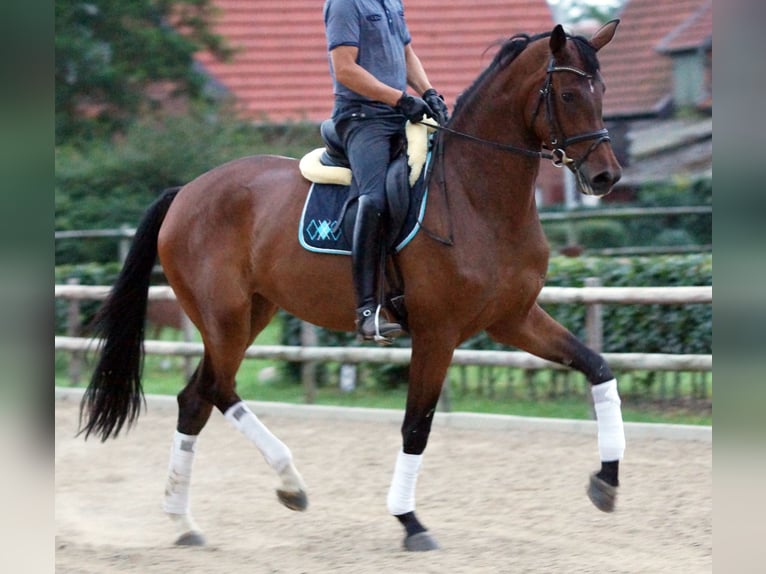Hannoveraan Merrie 14 Jaar 180 cm Bruin in Ansbach