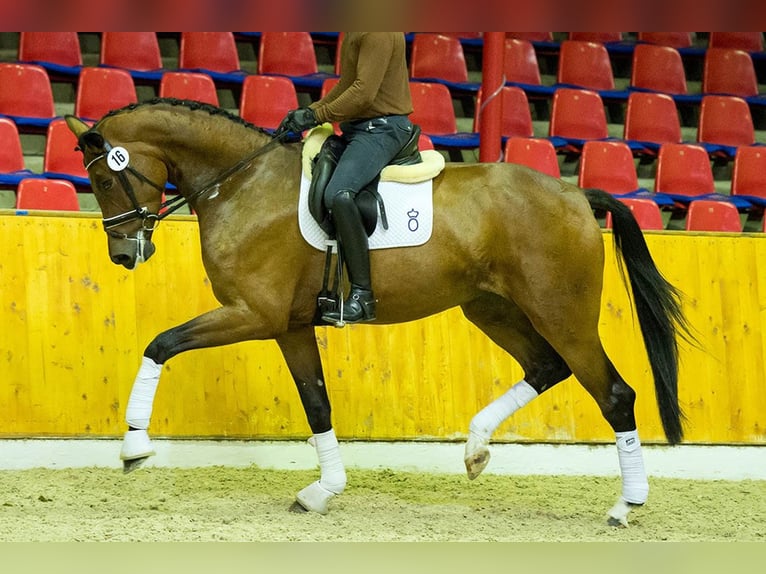 Hannoveraan Merrie 14 Jaar 180 cm Bruin in Ansbach
