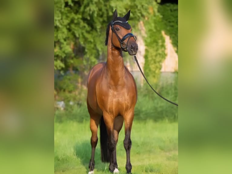 Hannoveraan Merrie 14 Jaar Bruin in Fußach