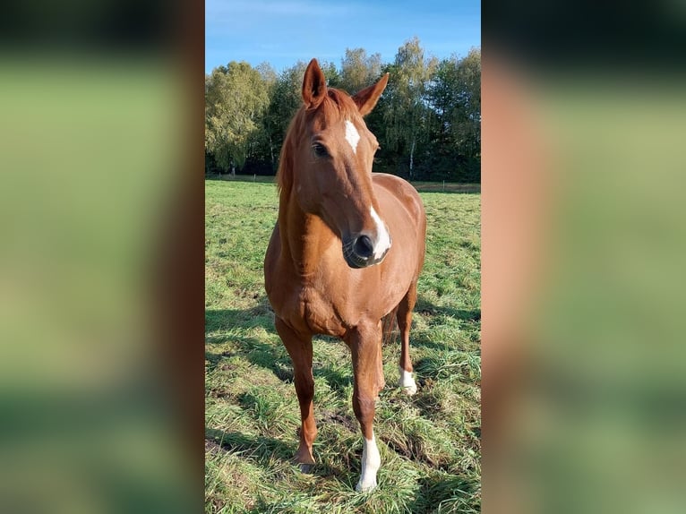 Hannoveraan Merrie 15 Jaar 162 cm in Trebel