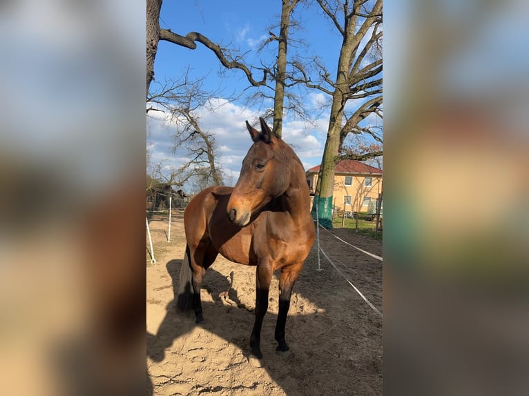 Hannoveraan Merrie 15 Jaar 163 cm Bruin in Uetze