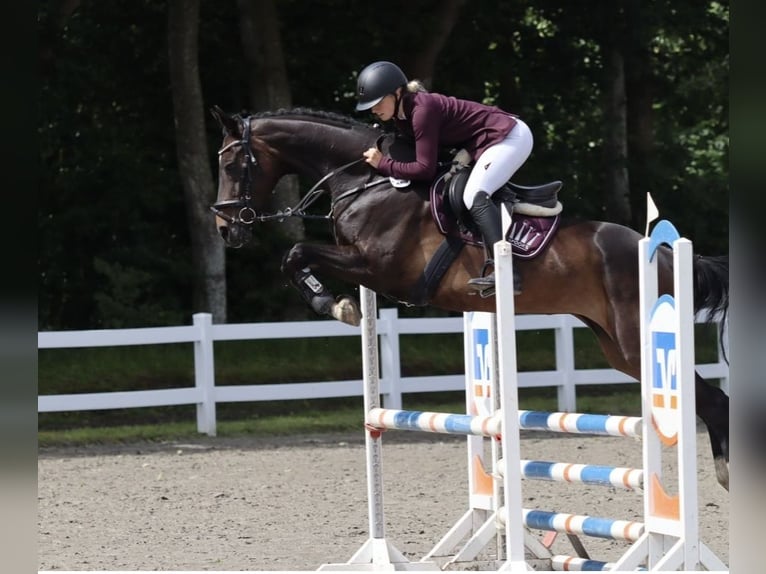 Hannoveraan Merrie 15 Jaar 163 cm Donkerbruin in Südermarsch,Husum