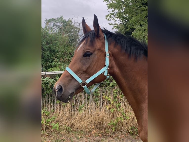 Hannoveraan Merrie 15 Jaar 163 cm Roodbruin in Offenbach