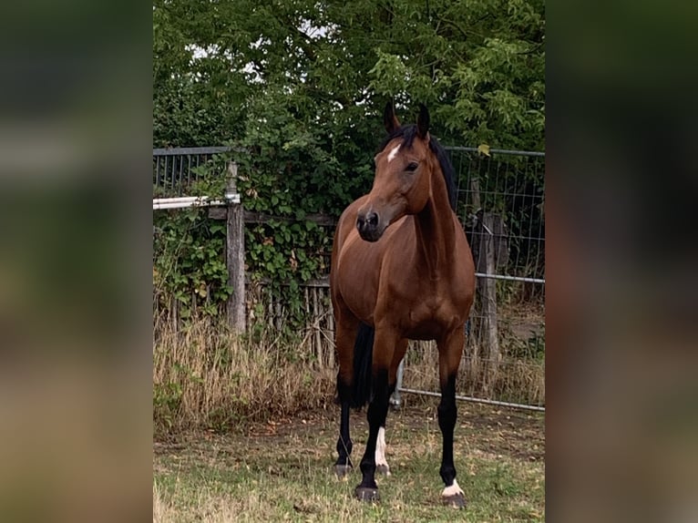 Hannoveraan Merrie 15 Jaar 163 cm Roodbruin in Offenbach