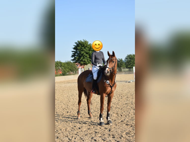 Hannoveraan Merrie 15 Jaar 163 cm Vos in Wolfsburg