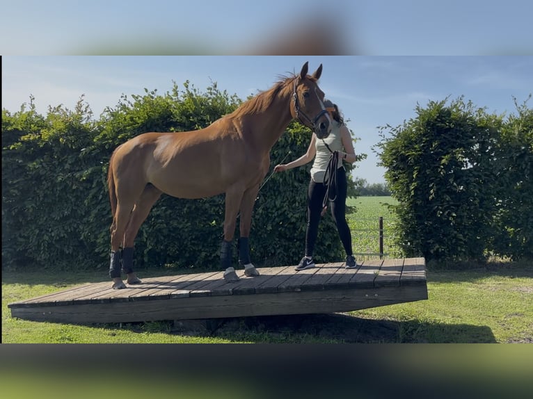Hannoveraan Merrie 15 Jaar 163 cm Vos in Wolfsburg