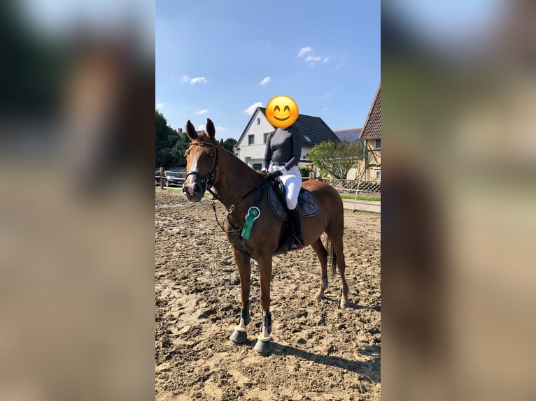 Hannoveraan Merrie 15 Jaar 163 cm Vos in Wolfsburg