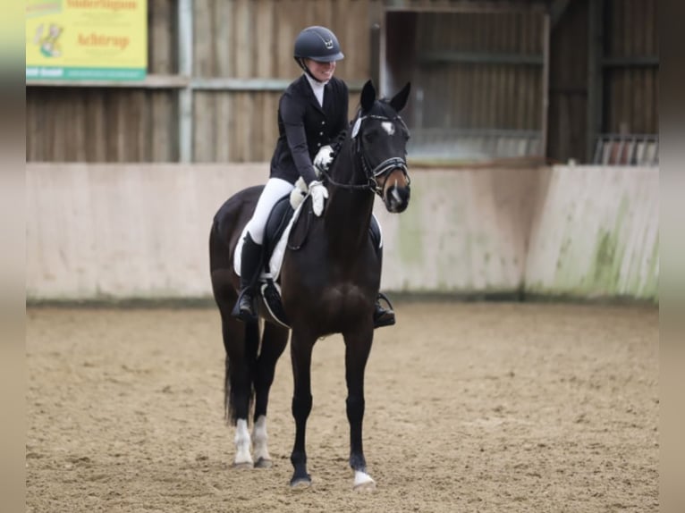 Hannoveraan Merrie 15 Jaar 164 cm Donkerbruin in Husum