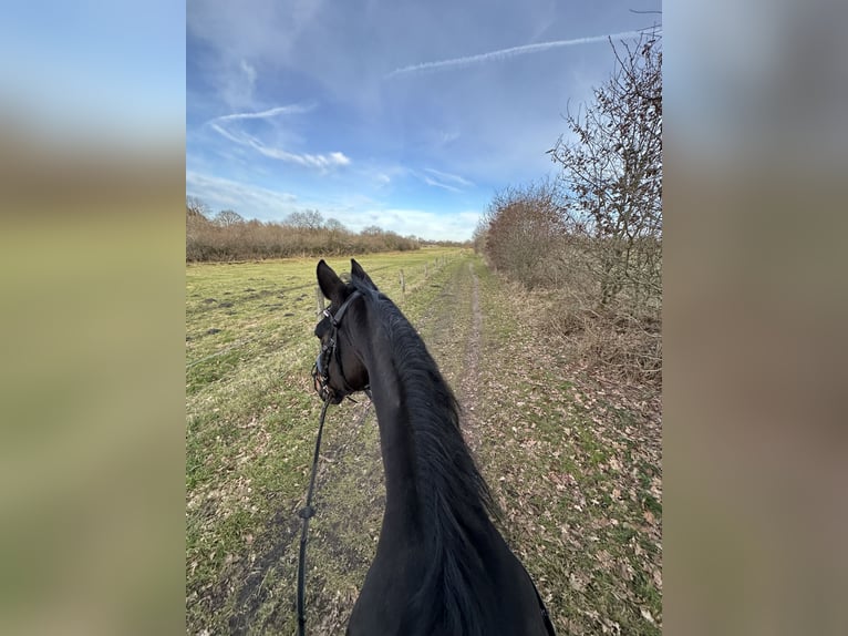 Hannoveraan Merrie 15 Jaar 164 cm Donkerbruin in Husum