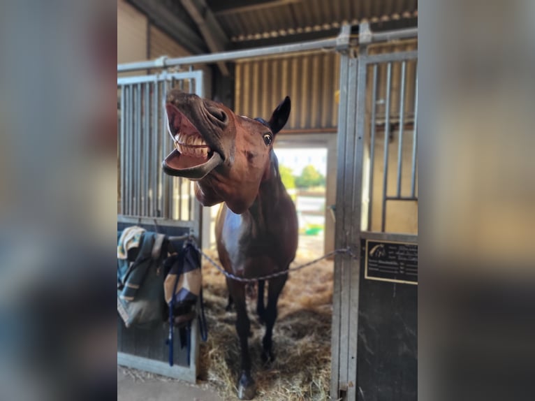 Hannoveraan Merrie 15 Jaar 164 cm in Köln