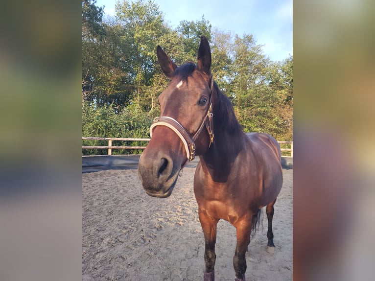 Hannoveraan Merrie 15 Jaar 164 cm in Köln