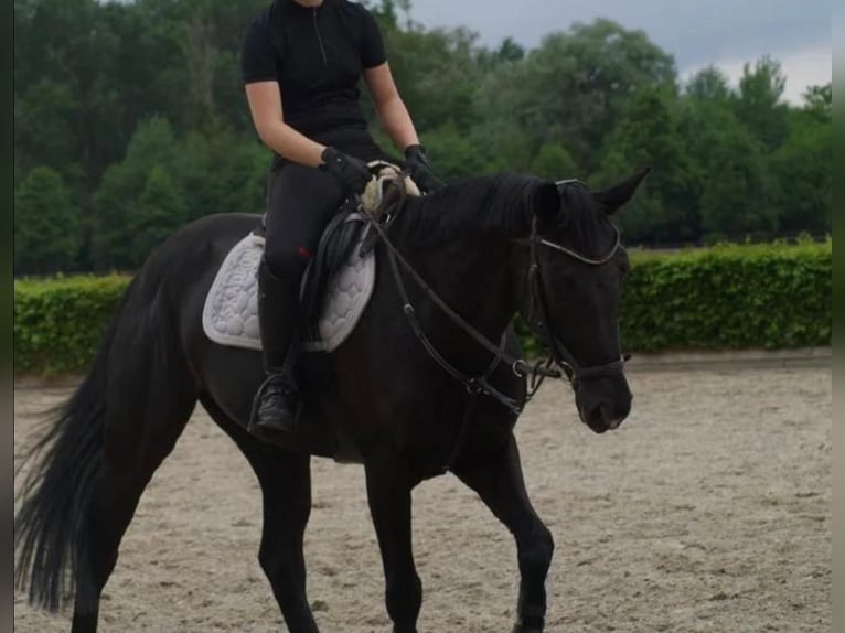 Hannoveraan Merrie 15 Jaar 164 cm Zwartbruin in Mechtersen