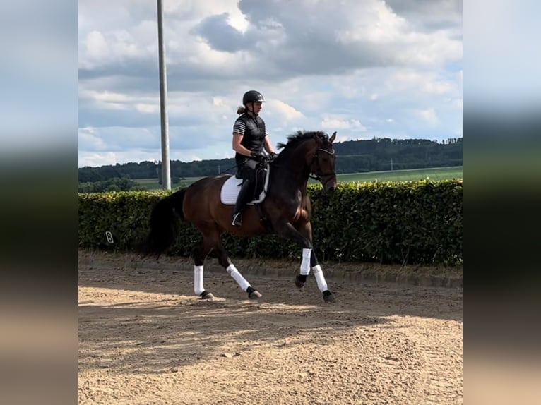 Hannoveraan Merrie 15 Jaar 165 cm Bruin in Coppenbrügge