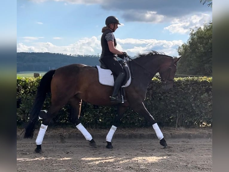 Hannoveraan Merrie 15 Jaar 165 cm Bruin in Coppenbrügge