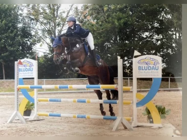 Hannoveraan Merrie 15 Jaar 166 cm Donkerbruin in Langenhagen