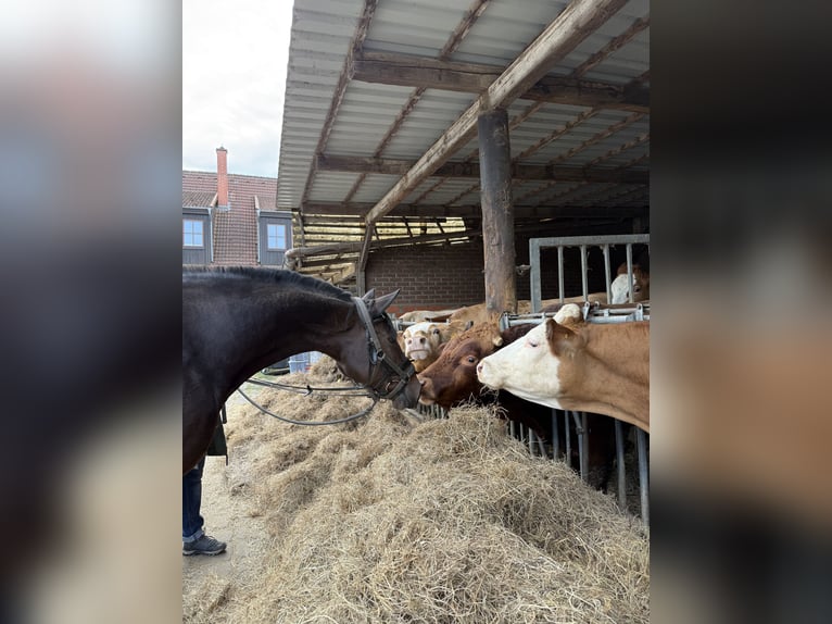 Hannoveraan Merrie 15 Jaar 166 cm Donkerbruin in Langenhagen