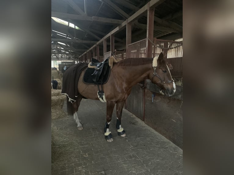 Hannoveraan Merrie 15 Jaar 166 cm Donkere-vos in Recke