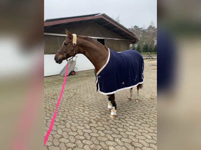 Hannoveraan Merrie 15 Jaar 166 cm Donkere-vos in Recke