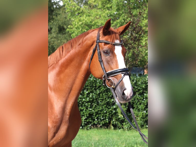 Hannoveraan Merrie 15 Jaar 166 cm Vos in Selsingen