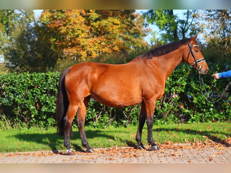 Hannoveraan Merrie 15 Jaar 167 cm Bruin in Selsingen