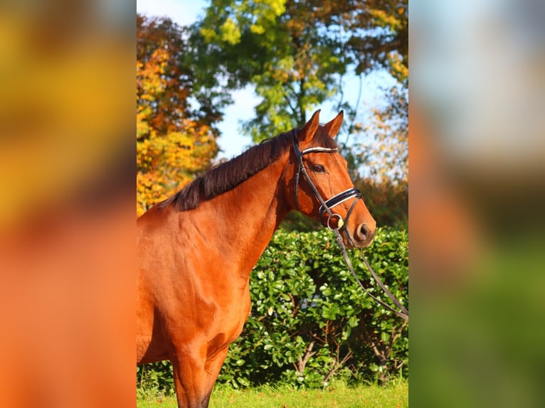 Hannoveraan Merrie 15 Jaar 167 cm Bruin in Selsingen