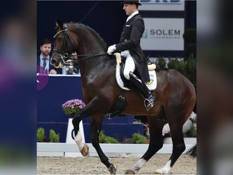 Hannoveraan Merrie 15 Jaar 167 cm Schimmel in Wolfsbach