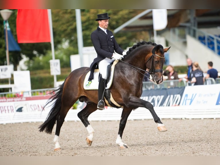 Hannoveraan Merrie 15 Jaar 167 cm Schimmel in Wolfsbach