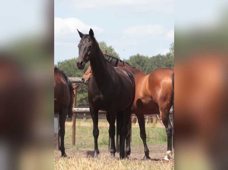 Hannoveraan Merrie 15 Jaar 167 cm Zwartbruin in Goch