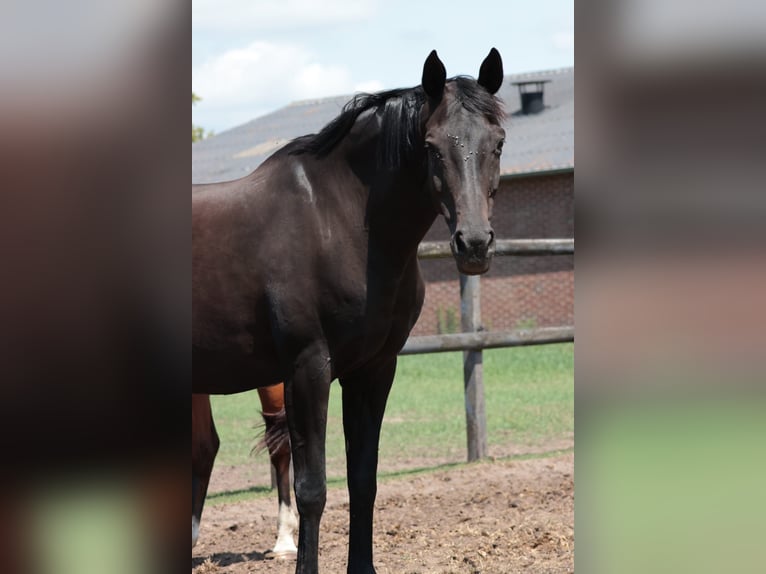 Hannoveraan Merrie 15 Jaar 167 cm Zwartbruin in Goch