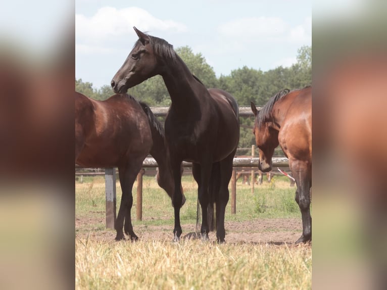 Hannoveraan Merrie 15 Jaar 167 cm Zwartbruin in Goch