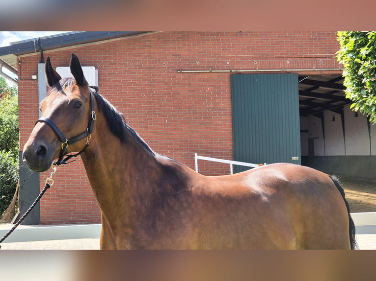 Hannoveraan Merrie 15 Jaar 168 cm Bruin in Eydelstedt